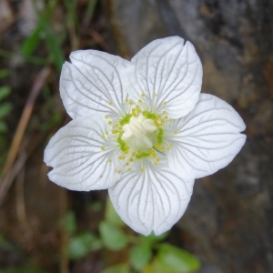 Photographie n°681056 du taxon Parnassia palustris L. [1753]