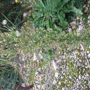 Photographie n°681111 du taxon Erigeron canadensis L. [1753]