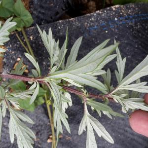 Photographie n°681160 du taxon Artemisia vulgaris L. [1753]