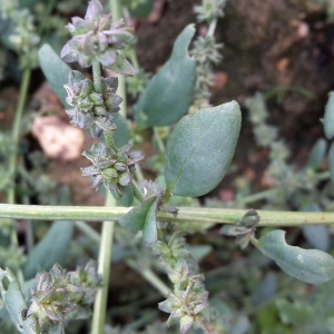 Photographie n°681169 du taxon Atriplex patula L. [1753]