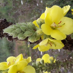 Photographie n°681228 du taxon Verbascum thapsus L. [1753]