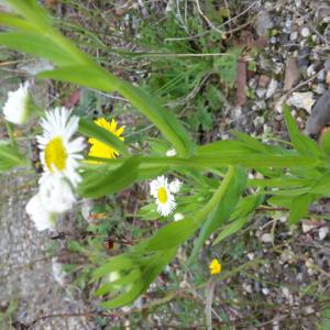 Photographie n°681235 du taxon Erigeron annuus (L.) Desf. [1804]