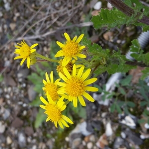 Photographie n°681237 du taxon Jacobaea vulgaris subsp. vulgaris 