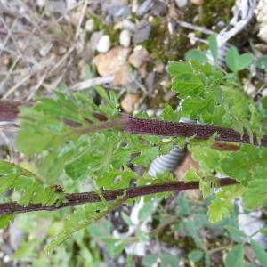 Photographie n°681239 du taxon Jacobaea vulgaris subsp. vulgaris 