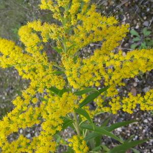 Photographie n°681245 du taxon Solidago canadensis L. [1753]