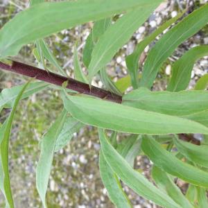 Photographie n°681248 du taxon Solidago canadensis L. [1753]