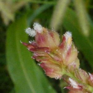 Photographie n°681343 du taxon Sorghum bicolor (L.) Moench [1794]