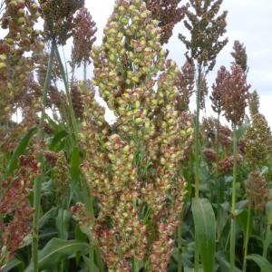 Photographie n°681344 du taxon Sorghum bicolor (L.) Moench [1794]