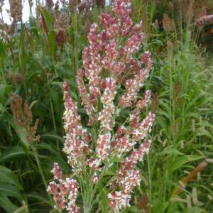 Photographie n°681346 du taxon Sorghum bicolor (L.) Moench [1794]