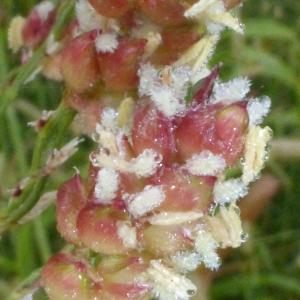 Photographie n°681347 du taxon Sorghum bicolor (L.) Moench [1794]