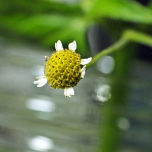 Photographie n°681358 du taxon Galinsoga parviflora Cav. [1795]