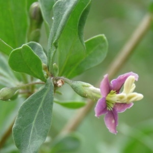 Photographie n°681430 du taxon Lycium barbarum L. [1753]