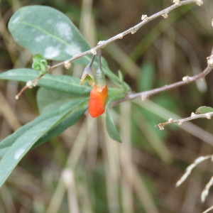 Photographie n°681431 du taxon Lycium barbarum L. [1753]