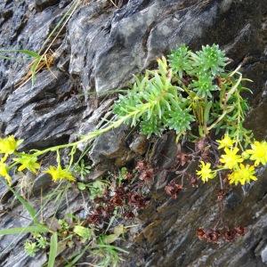 Photographie n°681442 du taxon Saxifraga aizoides L. [1753]