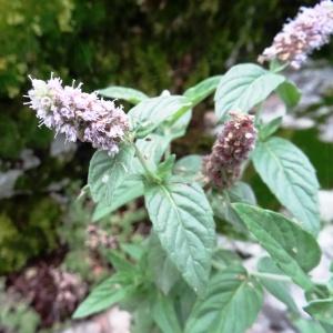 Photographie n°681477 du taxon Mentha longifolia subsp. longifolia