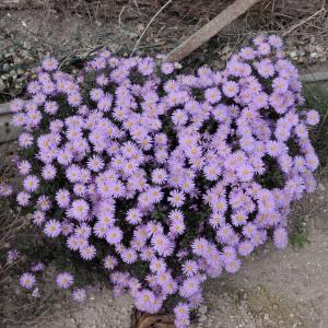 Photographie n°681587 du taxon Aster dumosus L. [1763]