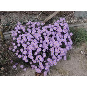 Symphyotrichum dumosum (L.) G.L.Nesom (Bushy Aster)