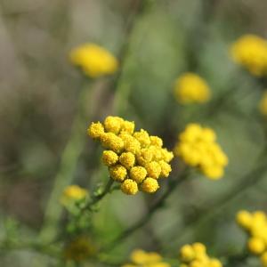  - Vogtia annua (L.) Oberpr. & Sonboli [2012]