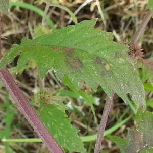 Photographie n°681675 du taxon Lycopus europaeus L. [1753]