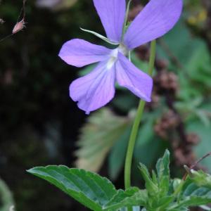 Photographie n°681703 du taxon Viola cornuta L. [1763]