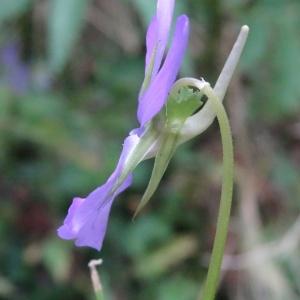 Photographie n°681704 du taxon Viola cornuta L. [1763]