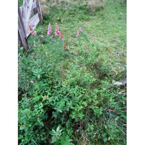 Spiraea salicifolia L. (Spirée à feuilles de saule)