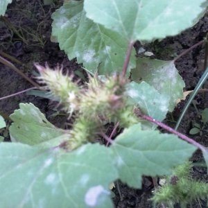 Photographie n°682012 du taxon Xanthium L. [1753]