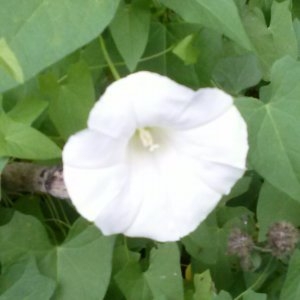 Photographie n°682026 du taxon Convolvulus sepium var. sepium 