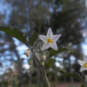 Photographie n°682113 du taxon Solanum nigrum L. [1753]