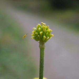  - Ranunculus acris subsp. friesianus (Jord.) Syme [1863]