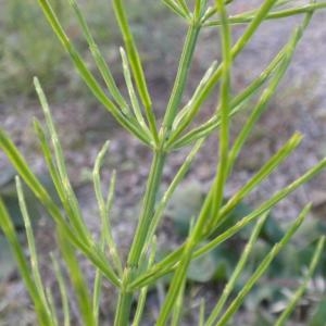 Photographie n°682159 du taxon Equisetum arvense L. [1753]