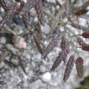 Eragrostis vulgaris subsp. poaeoides (Roem. & Schult.) Douin (Éragrostide faux pâturin)