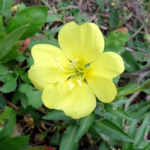 Photographie n°682196 du taxon Oenothera biennis L. [1753]