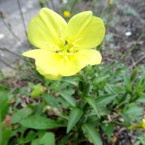 Photographie n°682197 du taxon Oenothera biennis L. [1753]