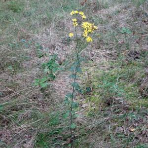 Photographie n°682214 du taxon Jacobaea erucifolia (L.) G.Gaertn., B.Mey. & Scherb.