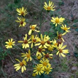 Photographie n°682215 du taxon Jacobaea erucifolia (L.) G.Gaertn., B.Mey. & Scherb.