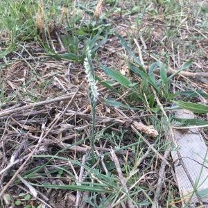 Photographie n°682236 du taxon Spiranthes spiralis (L.) Chevall. [1827]