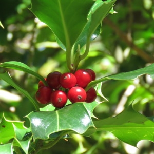 Photographie n°682245 du taxon Ilex aquifolium L. [1753]