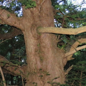 Photographie n°682249 du taxon Taxus baccata L. [1753]