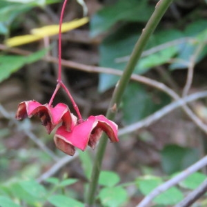 Photographie n°682369 du taxon Euonymus europaeus L. [1753]