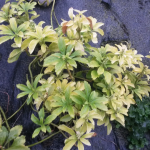 Pachysandra terminalis Siebold & Zucc.