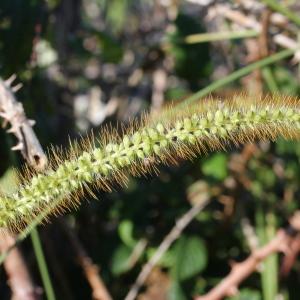 Photographie n°682392 du taxon Setaria pumila (Poir.) Roem. & Schult.