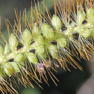 Photographie n°682393 du taxon Setaria pumila (Poir.) Roem. & Schult.