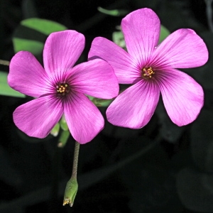 Photographie n°682403 du taxon Oxalis articulata Savigny [1798]