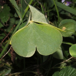 Photographie n°682404 du taxon Oxalis articulata Savigny [1798]