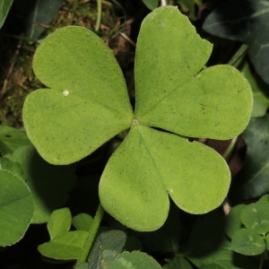 Photographie n°682405 du taxon Oxalis articulata Savigny [1798]