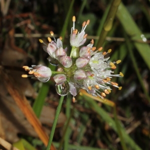 Photographie n°682451 du taxon Allium ericetorum Thore