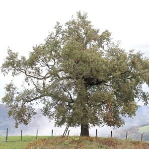  - Quercus pyrenaica Willd. [1805]