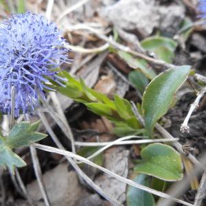 Photographie n°682609 du taxon Globularia vulgaris L. [1753]