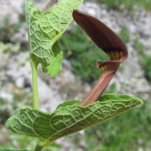 Photographie n°682621 du taxon Aristolochia pistolochia L. [1753]